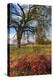 Spring Oak Scene, Central Valley, California-Vincent James-Premier Image Canvas