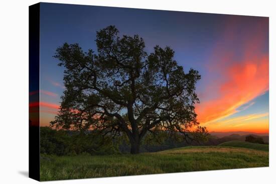 Spring Oak Tree Sunset From Mount Diablo Contra Costa Walnut Creek-Vincent James-Premier Image Canvas