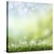 Spring or Summer Season Abstract Nature Background with Grass and Blue Sky in the Back-Krivosheev Vitaly-Stretched Canvas
