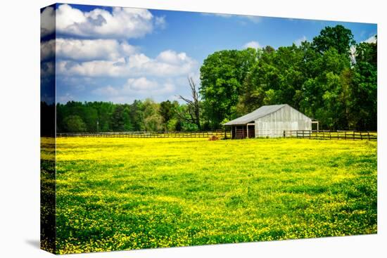 Spring Pasture I-Alan Hausenflock-Stretched Canvas