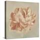 Spring Peony II-Emma Scarvey-Stretched Canvas