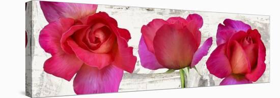 Spring Roses-Jenny Thomlinson-Stretched Canvas