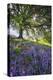 Spring Session Wildflower Beauty - California Oak Trees-Vincent James-Premier Image Canvas