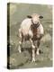 Spring Sheep II-Emma Caroline-Stretched Canvas