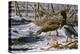 Spring Thaw - Mallards-Wilhelm Goebel-Premier Image Canvas