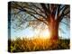 Spring Tree in a Meadow with Grass at Sunset-Dudarev Mikhail-Premier Image Canvas