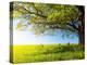Spring Tree with Fresh Green Leaves on a Blooming Meadow-Dudarev Mikhail-Premier Image Canvas