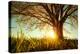 Spring Tree with Fresh Leaves on a Meadow at Sunset-Dudarev Mikhail-Premier Image Canvas