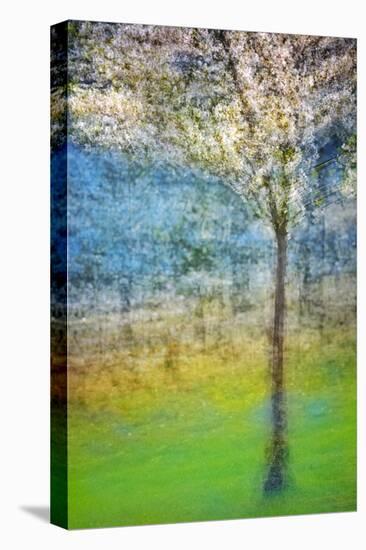 Spring Tree-Ursula Abresch-Premier Image Canvas