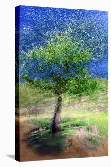 Spring Tree-Ursula Abresch-Premier Image Canvas