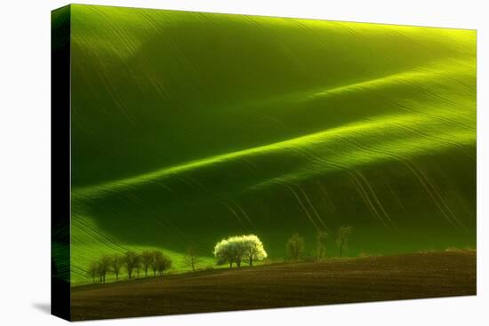 Spring Tree-Marcin Sobas-Premier Image Canvas