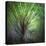 Spring Trees-Ursula Abresch-Premier Image Canvas