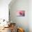 Spring Tulip Magnolia-Jai Johnson-Premier Image Canvas displayed on a wall