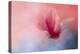 Spring Tulip Magnolia-Jai Johnson-Premier Image Canvas