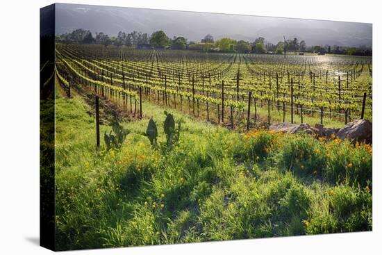 Spring Vine And Poppies In Napa Valley-George Oze-Premier Image Canvas