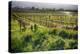 Spring Vine And Poppies In Napa Valley-George Oze-Premier Image Canvas