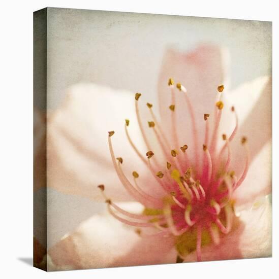 Spring Whispers 3-Jessica Rogers-Premier Image Canvas