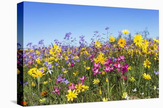 Spring Wildflowers, Papkuilsfontein Farm, Nieuwoudtville, Northern Cape, South Africa, Africa-Ann & Steve Toon-Premier Image Canvas