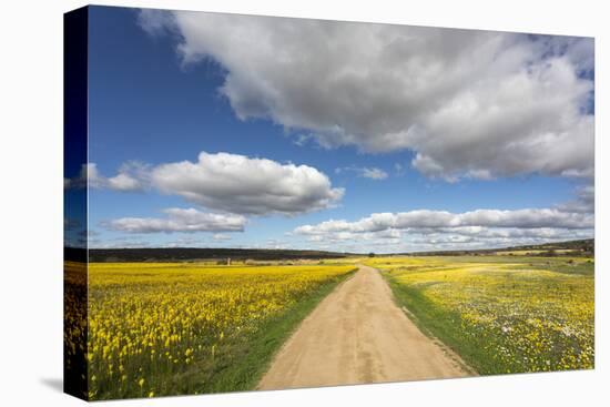 Spring Wildflowers, Papkuilsfontein Farm, Nieuwoudtville, Northern Cape, South Africa, Africa-Ann & Steve Toon-Premier Image Canvas