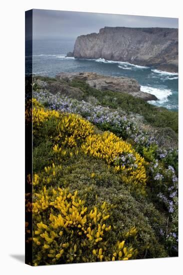 Spring Wildflowers, Portugal-Bob Gibbons-Premier Image Canvas