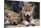 Spring Wolf Pups-Art Wolfe-Stretched Canvas
