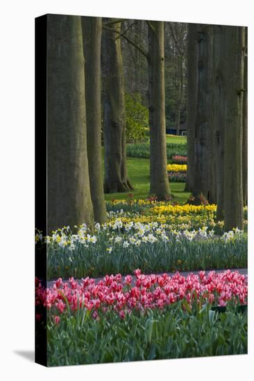 Spring woodland garden with tulips and daffodils-Anna Miller-Premier Image Canvas