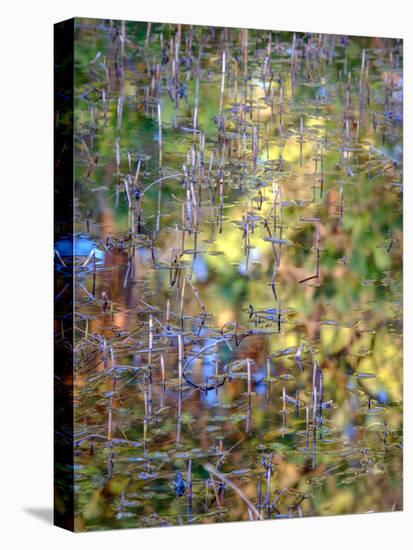 Spring Zing-Doug Chinnery-Premier Image Canvas