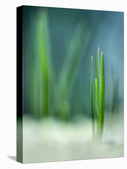 Spring-Ursula Abresch-Premier Image Canvas