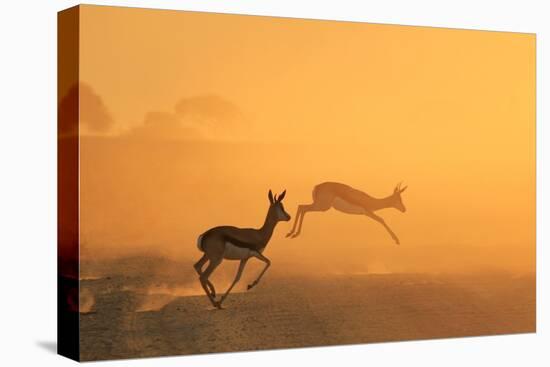 Springbok and Golden Sunset Background - Wildlife from the Free and Wild in Africa-Naturally Africa-Premier Image Canvas