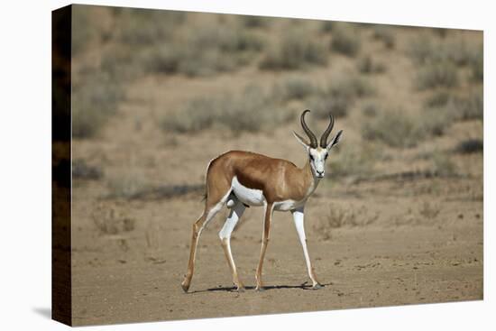 Springbok (Antidorcas Marsupialis) Buck-James Hager-Premier Image Canvas
