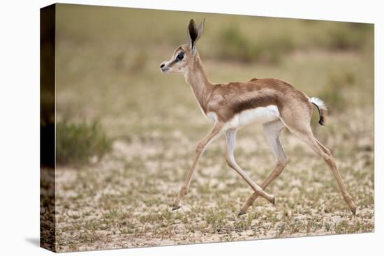 Springbok (Antidorcas marsupialis) calf running, Kgalagadi Transfrontier Park, South Africa, Africa-James Hager-Premier Image Canvas