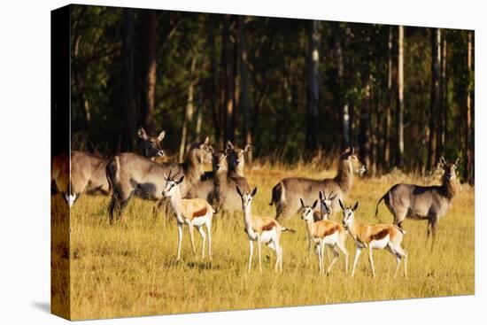 Springbok (Antidorcas marsupialis), Mlilwane Wildlife Sanctuary, Swaziland, Africa-Christian Kober-Premier Image Canvas