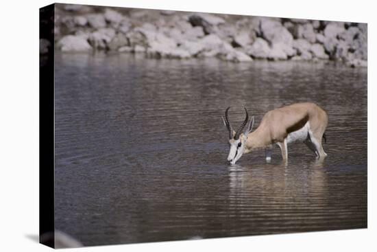 Springbok at Okaukuejo Water Hole-DLILLC-Premier Image Canvas