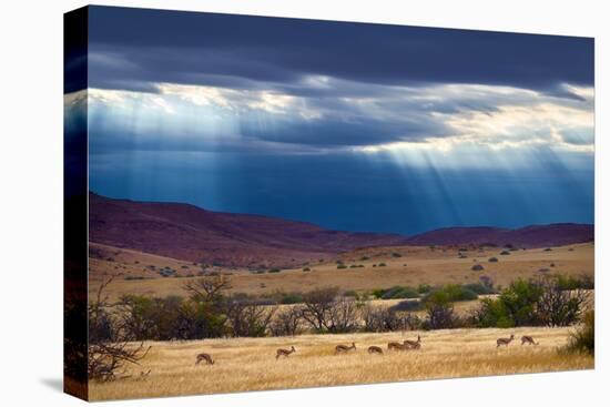 Springbok herd in grassland after rain, Damaraland, Namibia-Eric Baccega-Premier Image Canvas