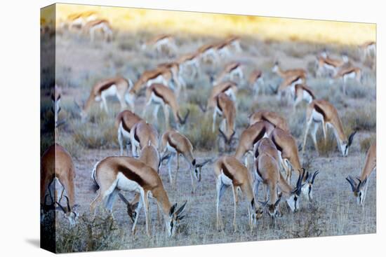 Springbok , Kgalagadi Transfrontier Park, Kalahari, Northern Cape, South Africa, Africa-Christian Kober-Premier Image Canvas