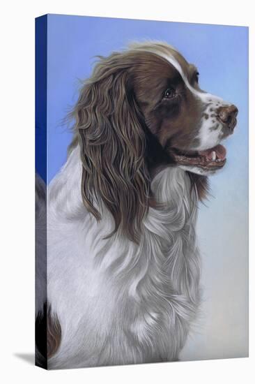 Springer Spaniel Brodie-Karie-Ann Cooper-Premier Image Canvas