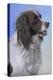 Springer Spaniel Brodie-Karie-Ann Cooper-Premier Image Canvas