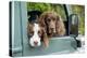 Springer Spaniel Dog and Field Spaniel-null-Premier Image Canvas