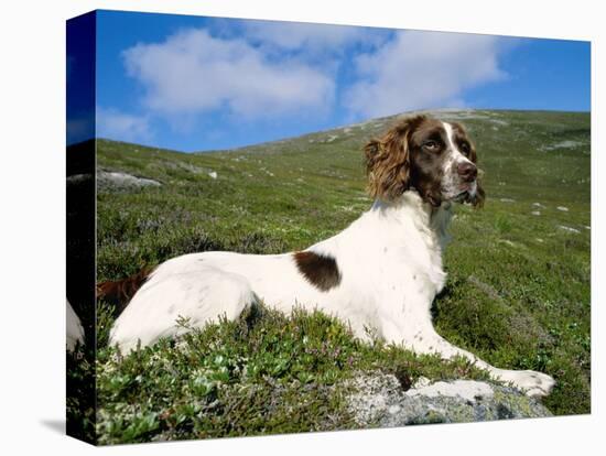 Springer Spaniel, Scotland, UK-Pete Cairns-Premier Image Canvas