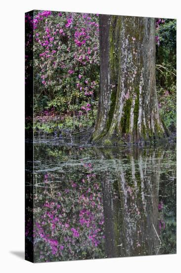 Springtime azalea blooming, Charleston, South Carolina.-Darrell Gulin-Premier Image Canvas