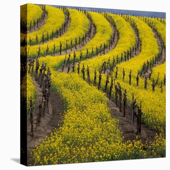 Springtime Mustard Blooms, Carneros Ava., Napa Valley, California-Karen Muschenetz-Premier Image Canvas