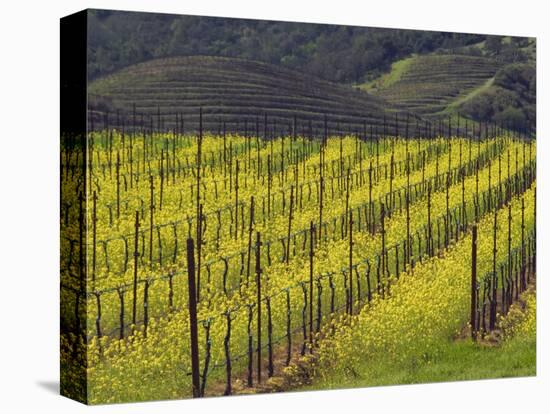 Springtime Mustard Flowers, Napa Valley, Oakville, California-Janis Miglavs-Premier Image Canvas