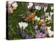 Springtime Robin with Crocus-William Vanderdasson-Premier Image Canvas