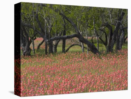 Springtime with Indian Paint Brush and Oak Trees, Near Nixon, Texas, USA-Darrell Gulin-Premier Image Canvas