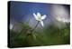 Springtime-Heidi Westum-Premier Image Canvas