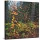 Sprinkle of Fall Color-Phillip Mueller-Stretched Canvas