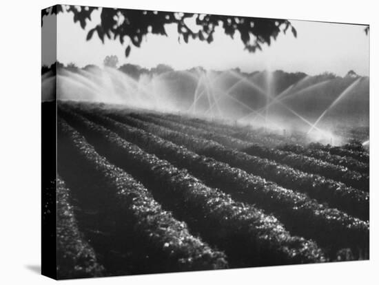 Sprinkler System in Tomato Field-Ralph Crane-Premier Image Canvas