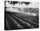 Sprinkler System in Tomato Field-Ralph Crane-Premier Image Canvas