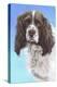 Sprinter Spaniel Zac-Karie-Ann Cooper-Premier Image Canvas