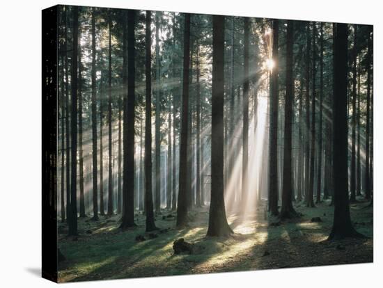 Spruce Forest, Back Light-Thonig-Premier Image Canvas